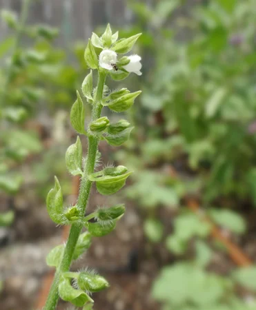shiso-bud-ant.jpg