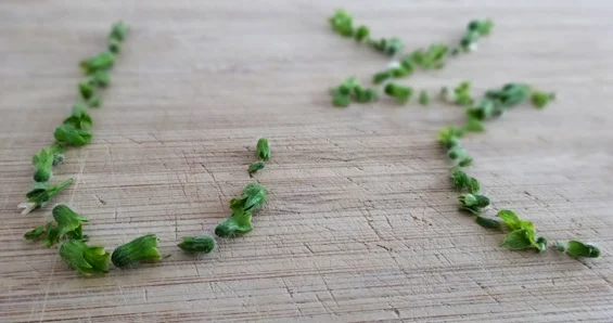 shiso-buds-art.jpg