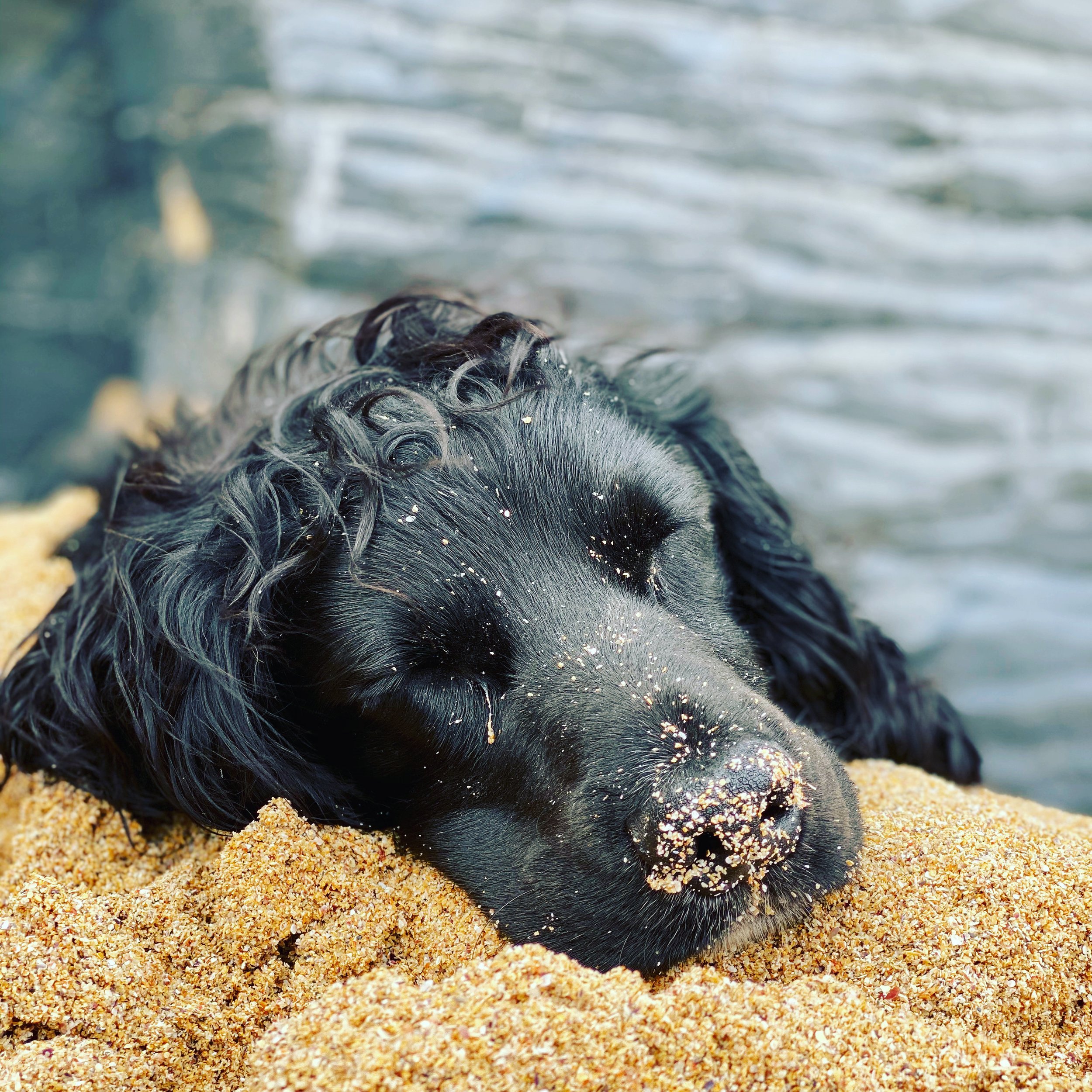 A black dog with curly fur resting its head on sand near water with sand on its nose.