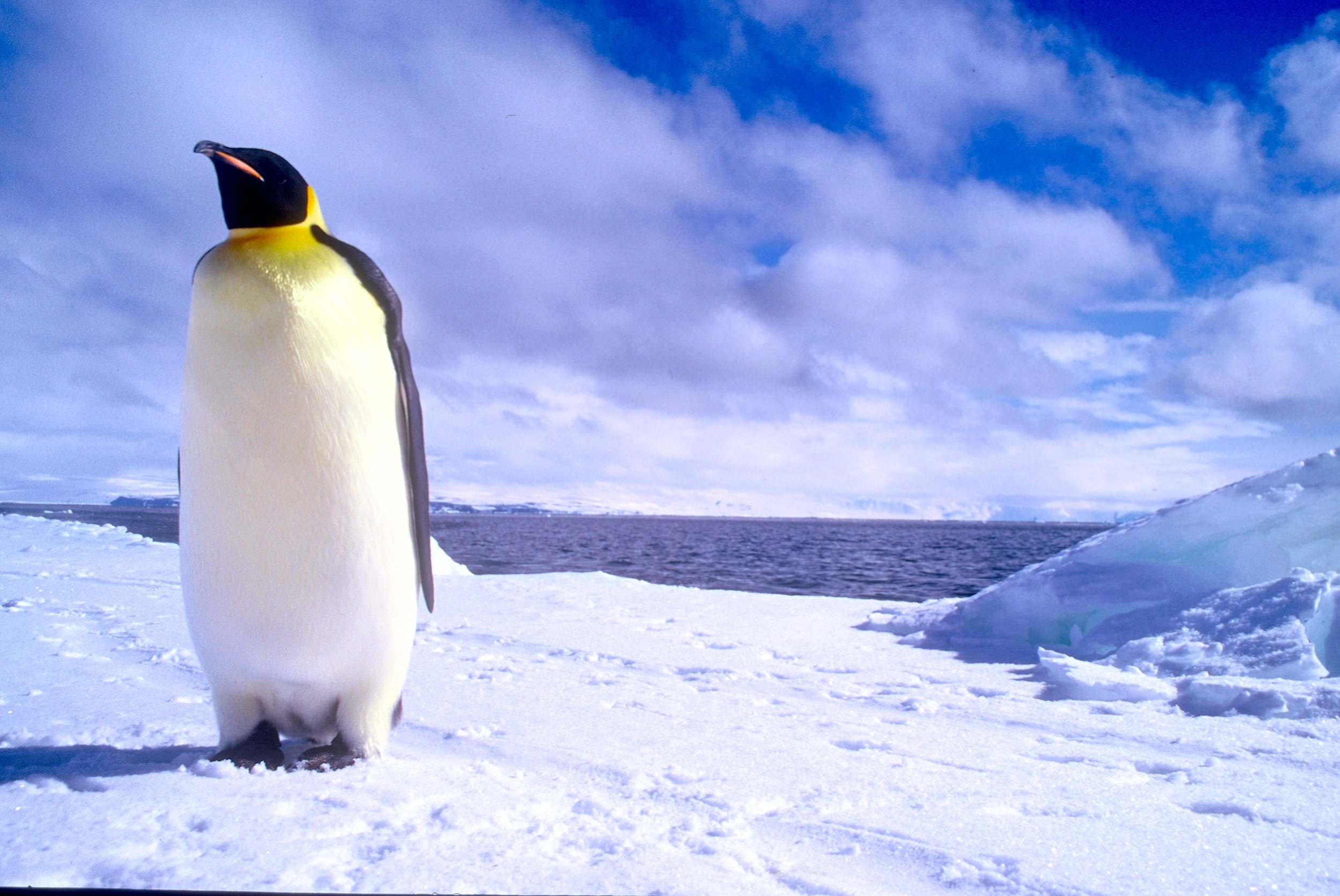 Emperor Penguin