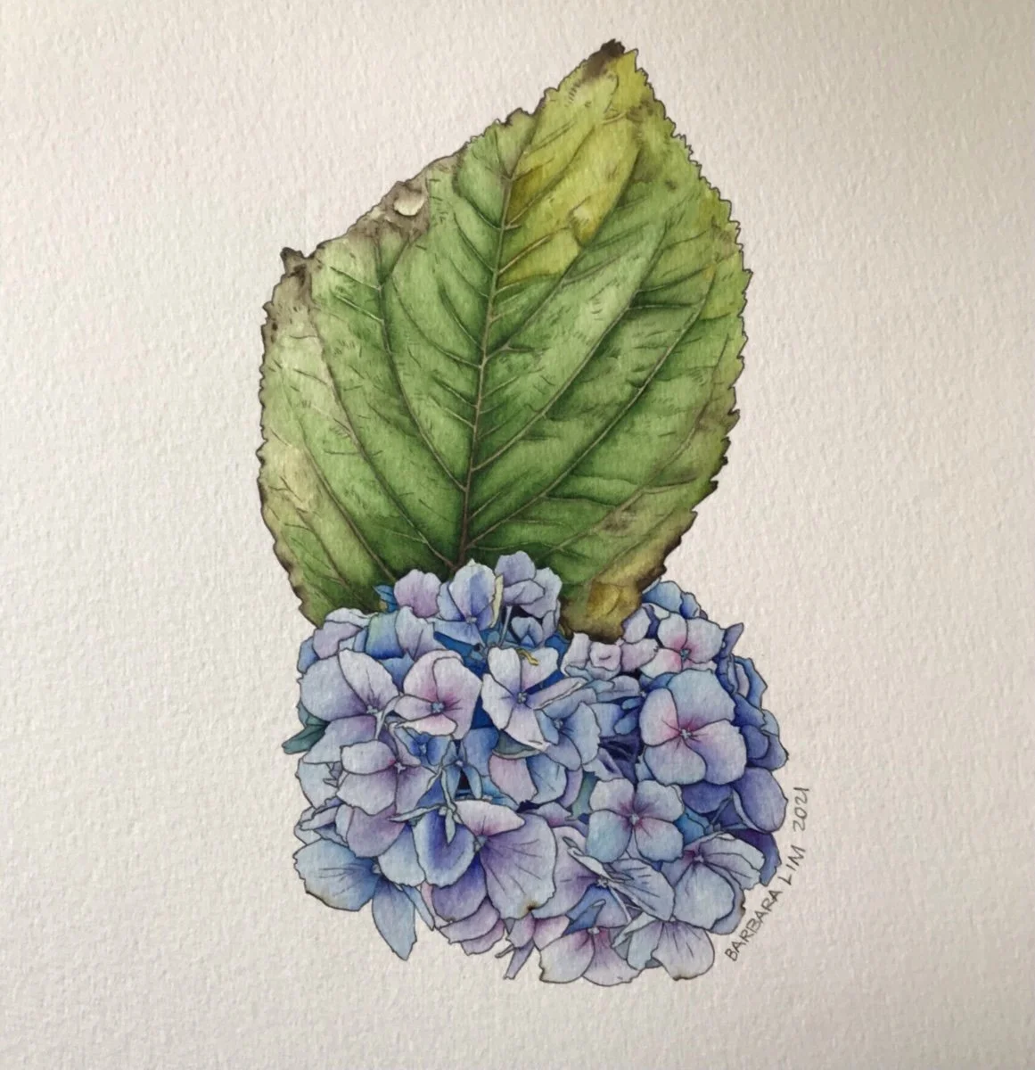 Blue Hydrangeas