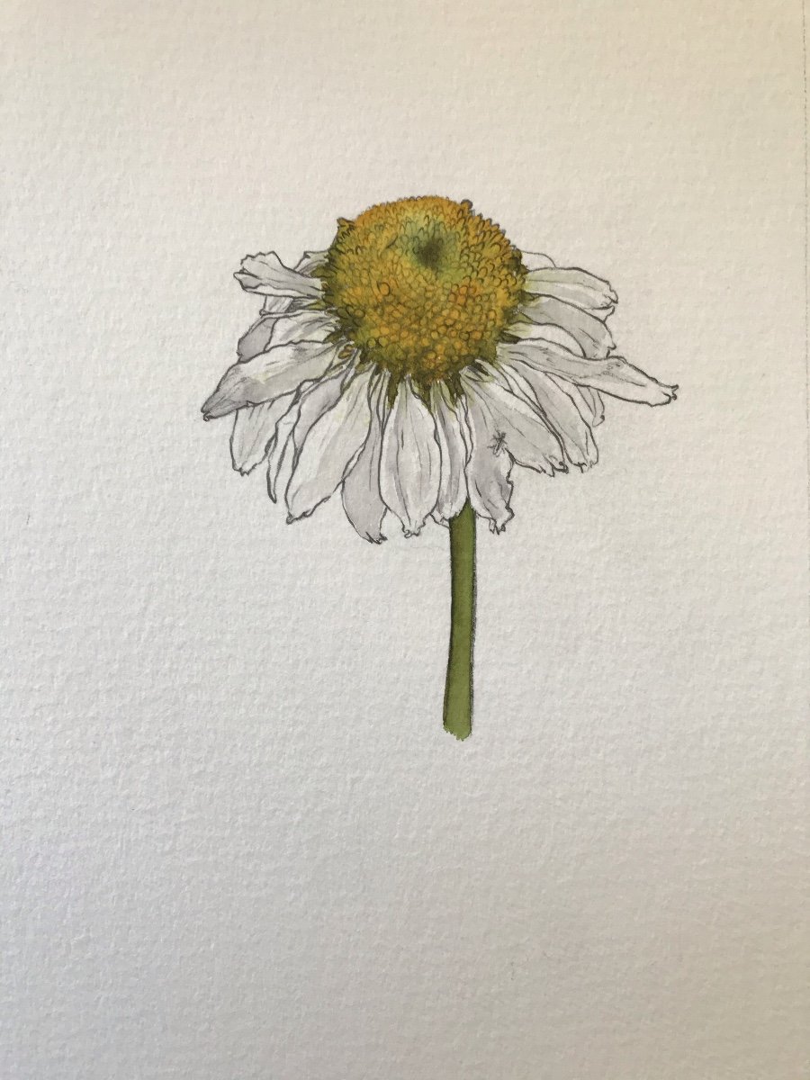 E is for Echinacea