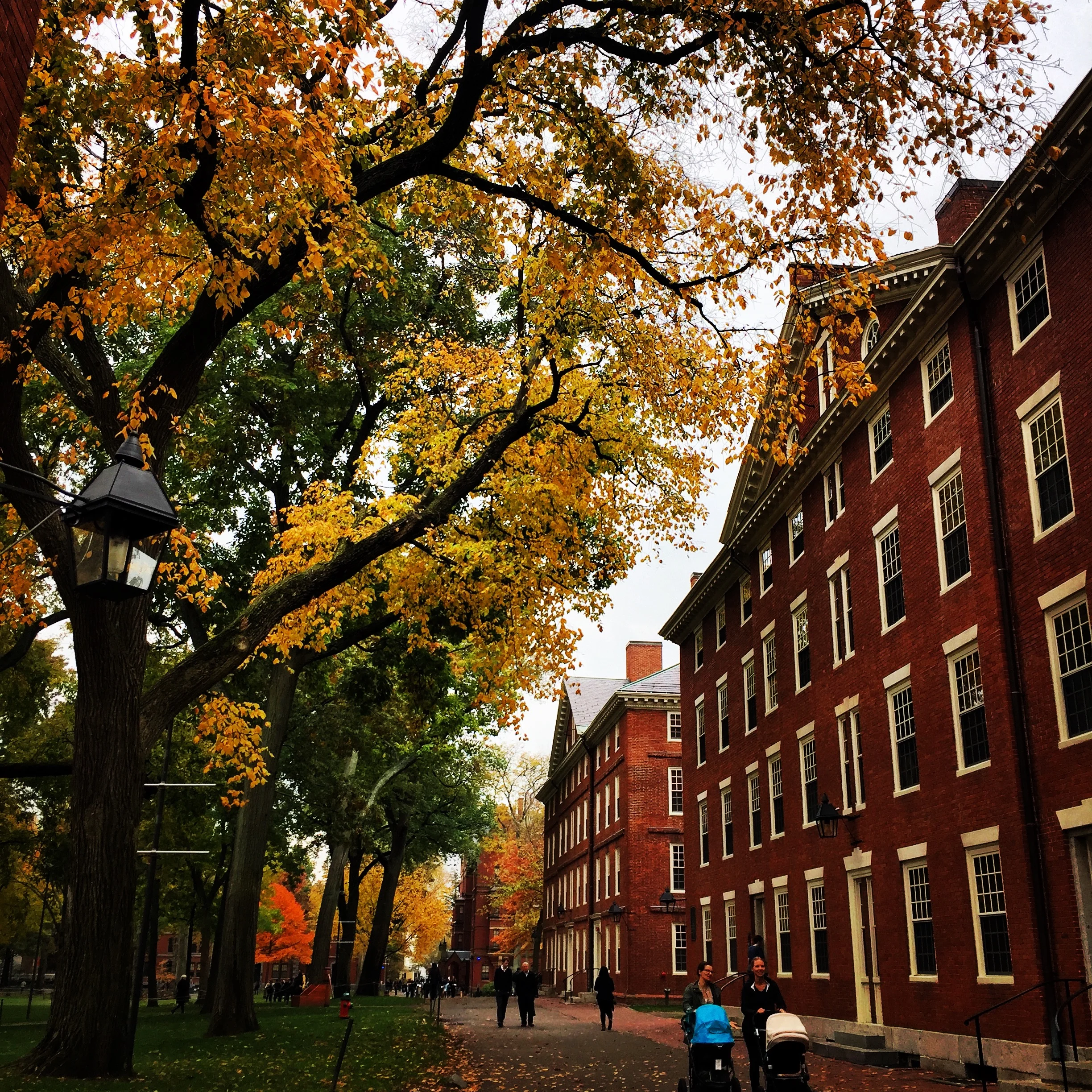 Harvard University