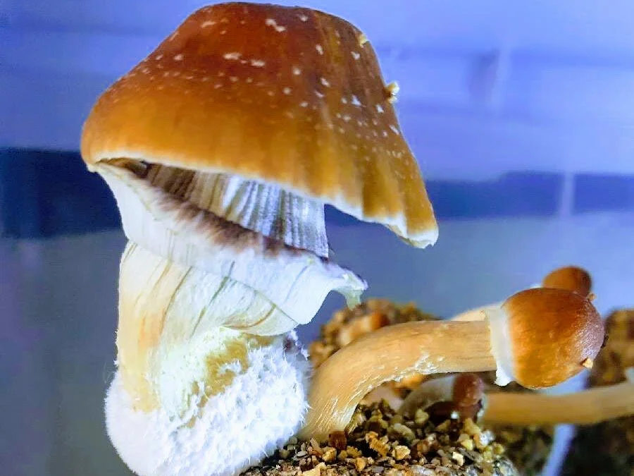 Can the Mighty Mushroom Help Tame Treatment-Resistant Depression? 