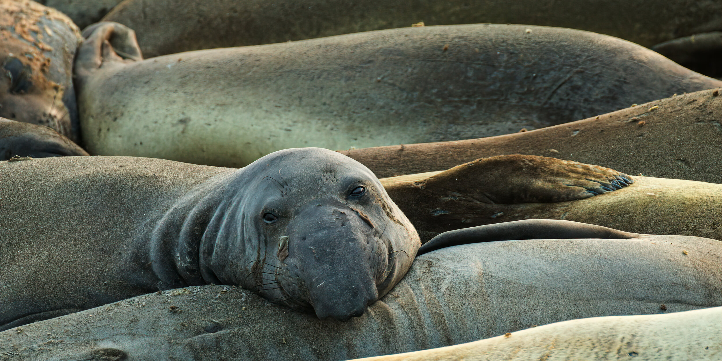 San Simeon Elephant Seals, California