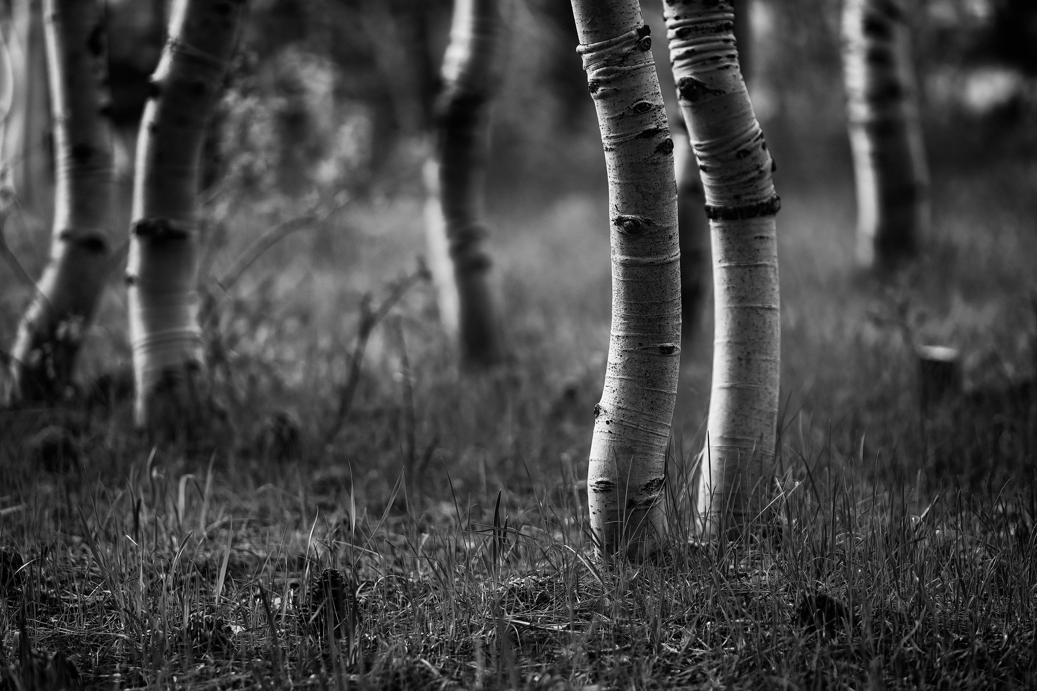 Aspen Trees, Lee Vining, California