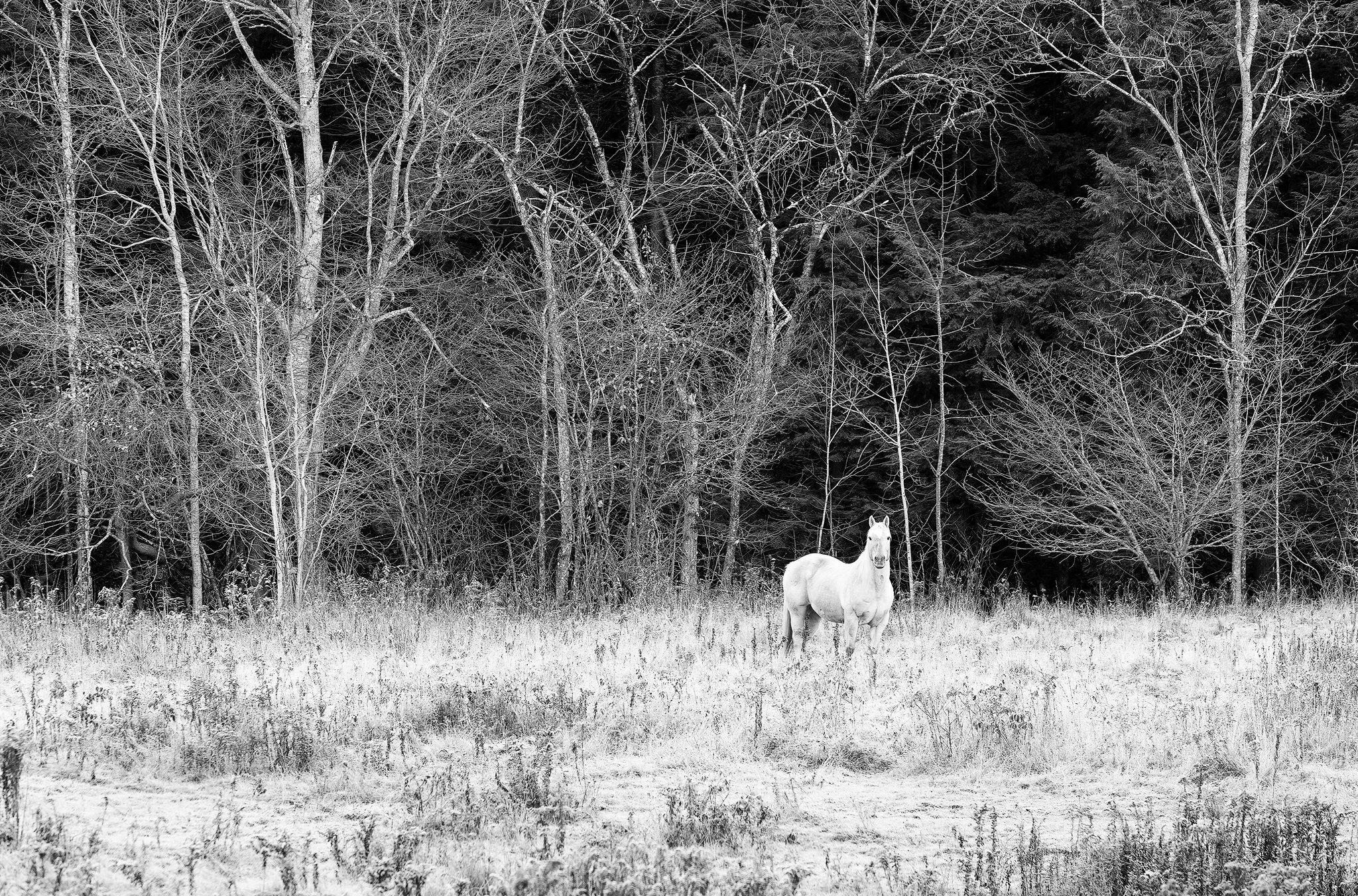 White Horse, Rural Vermont