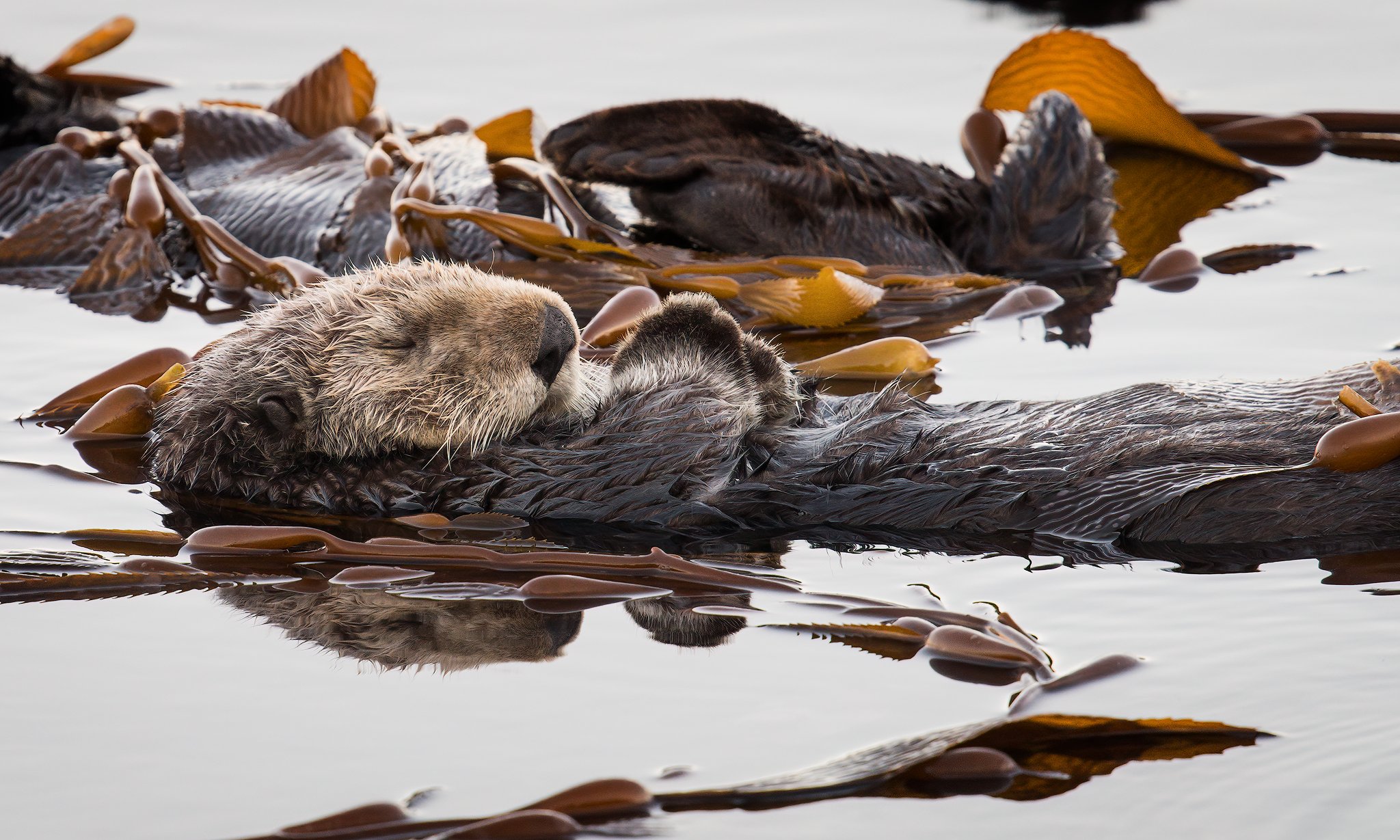Sleeping Otter, Morro Bay, California