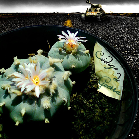 codigopeyote.jpg