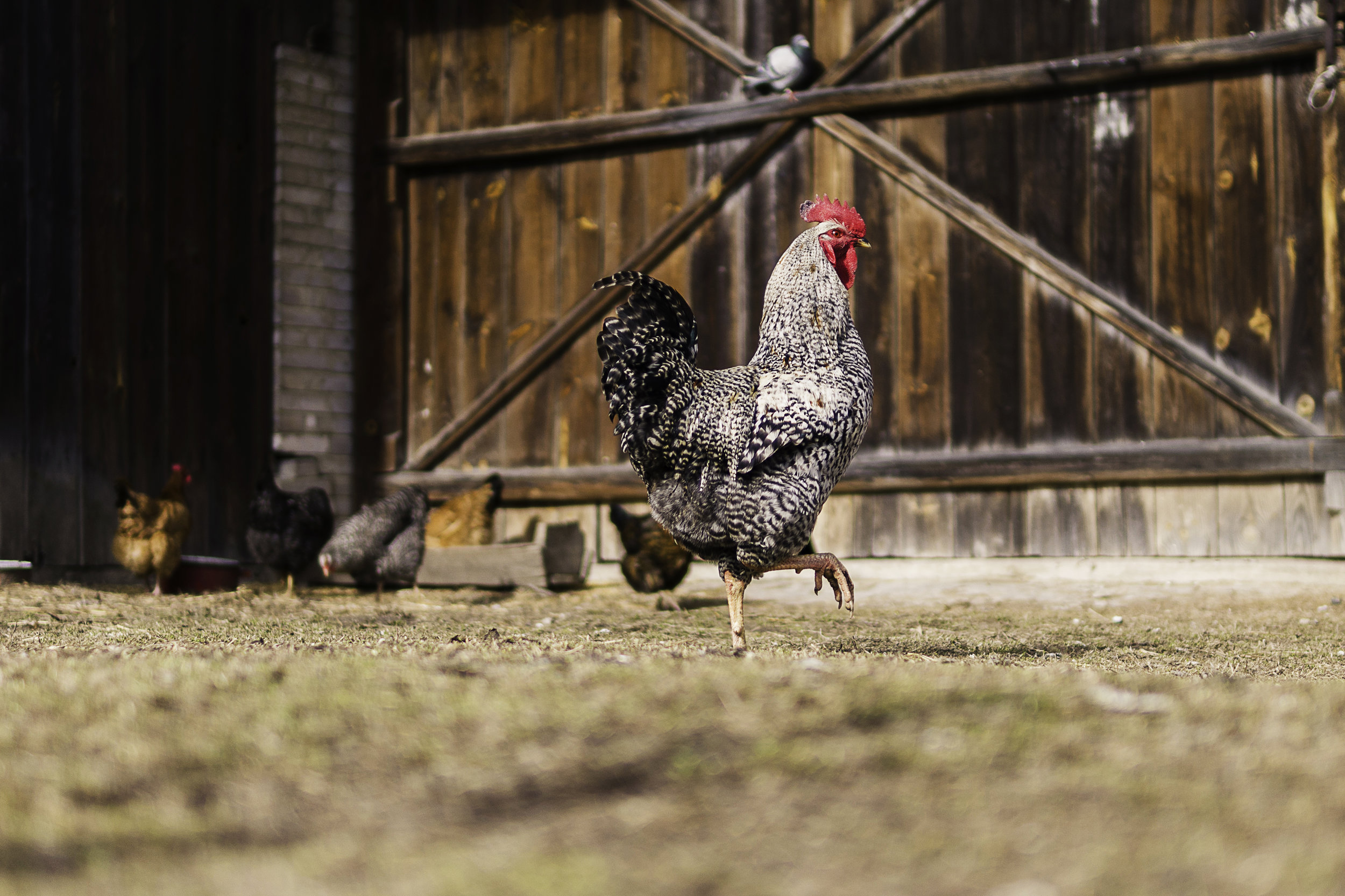 chickens.jpeg