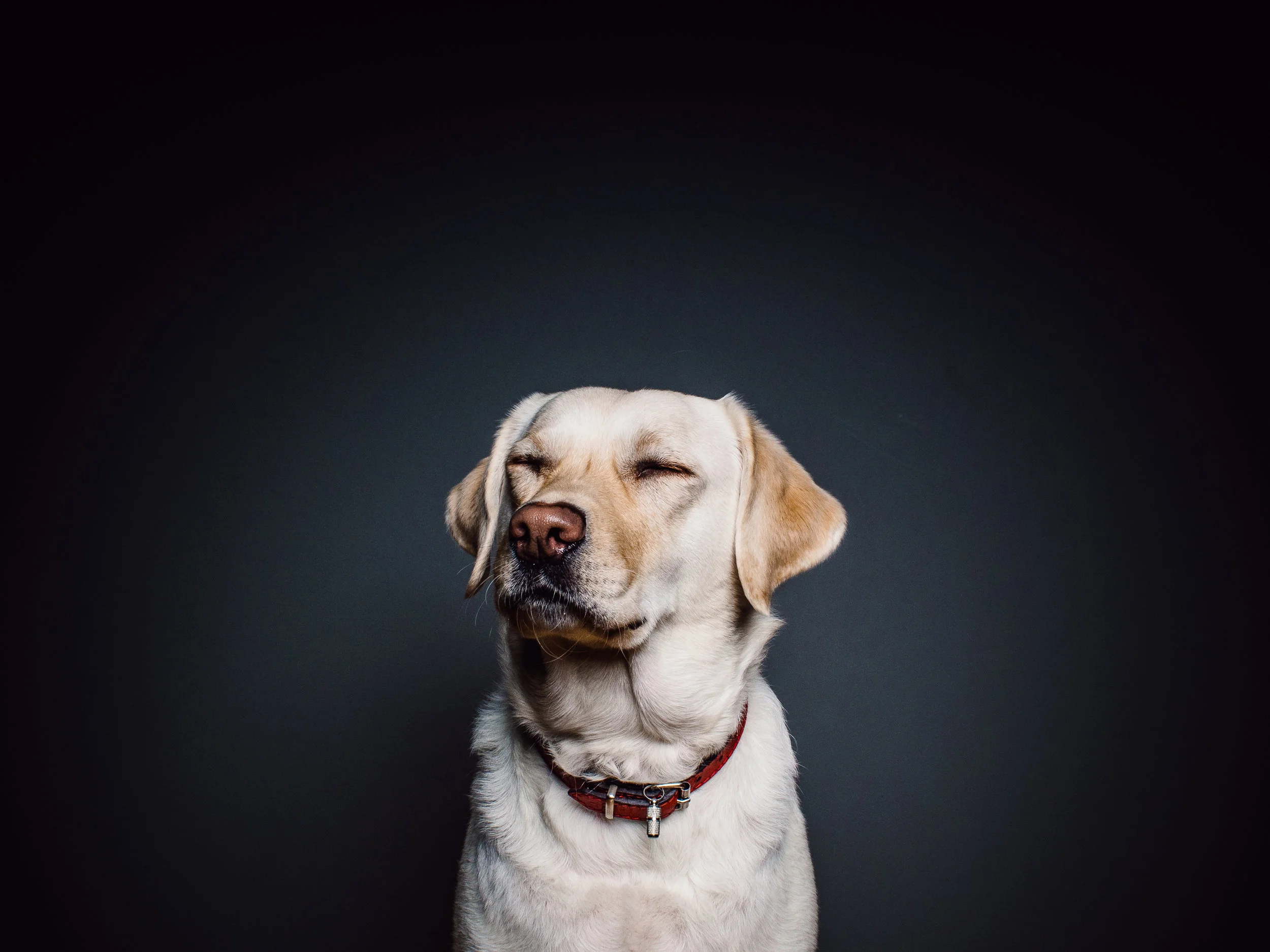 dog.jpg