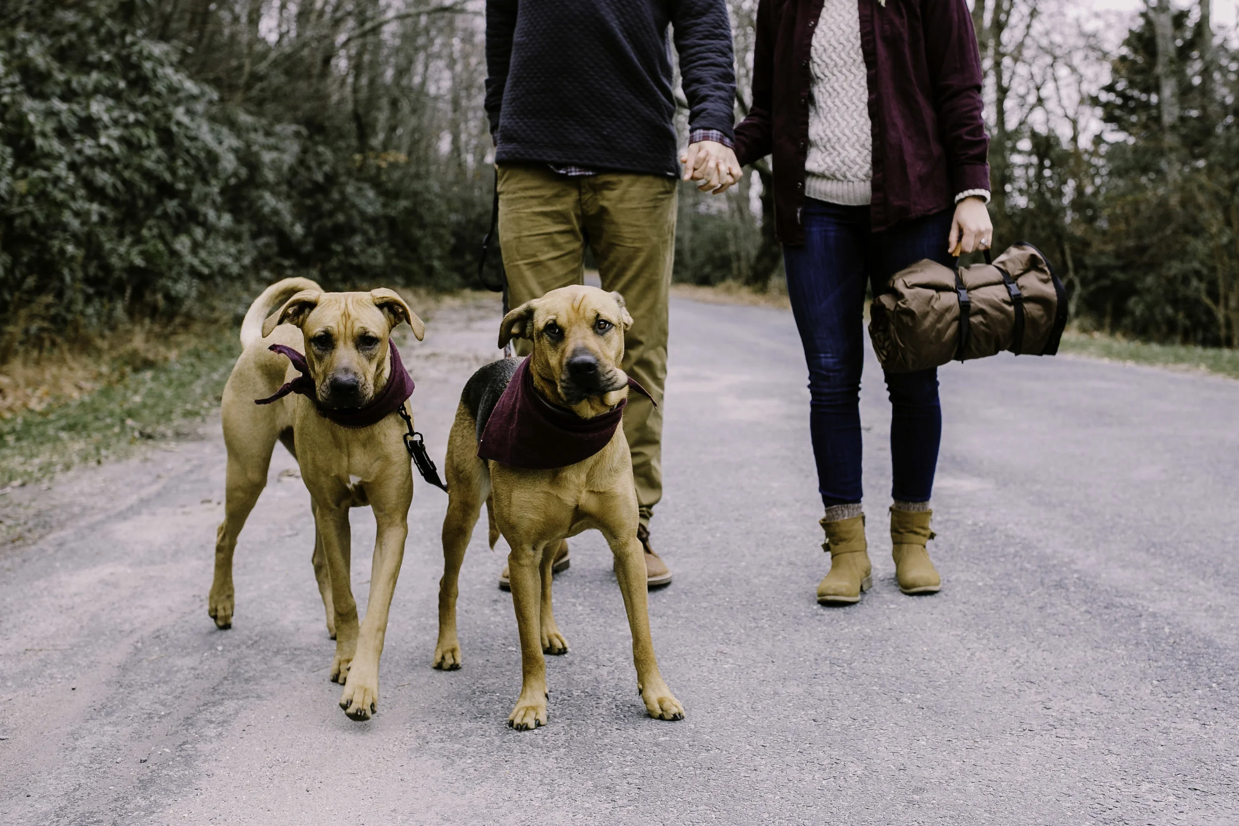 Blue Ridge Parkway, dogs anniversary session, Asheville, Boone, mountains, North Carolina, West Virginia wedding photographer, adventure session, couples session, outdoor adventure, intimate, bold, artistic photography, Charleston West Virginia Wedding Photographer