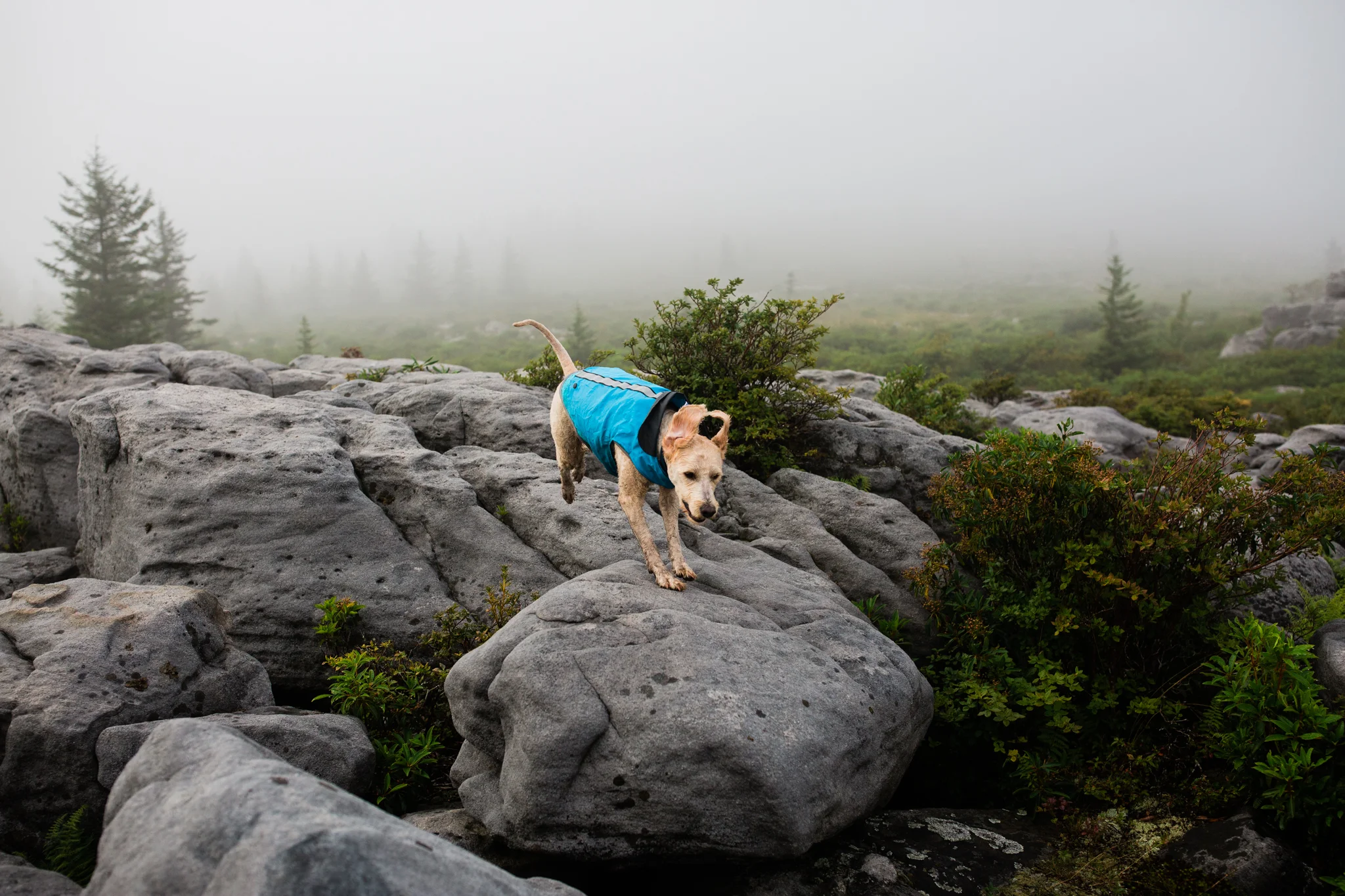 Hiking in Dolly Sods West Virginia, West Virginia adventure photographer, Dolly Sods adventures, rainy day adventures, rainy hike. A rainy backpacking trip at Dolly Sods, WV, Dogs on adventures, Dog photographer, dogs who hike, backpacking with dogs in Dolly Sods, WV