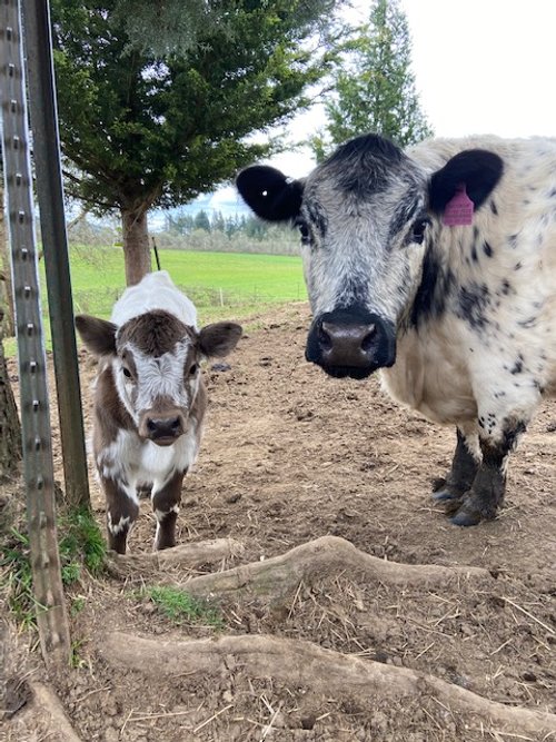 Miniature Cattle — Croakers Crossing Farm