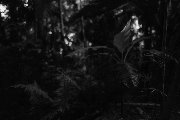Liscie-8.gif