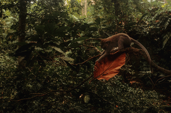 malpa-2.gif