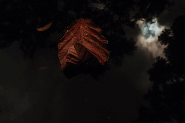 liscie-222.gif