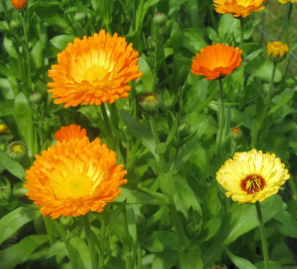 Big calendula.jpg