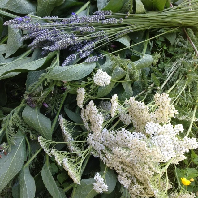 Yarrow NS.jpg