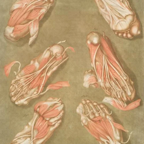 "Cette planche représente les muscles situés à la plante du pied, Pl. 14," by Arnauld-Eloi Gautier-Dagoty (NYPL Digital Collections)