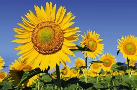 new-sunflowers-1.jpg