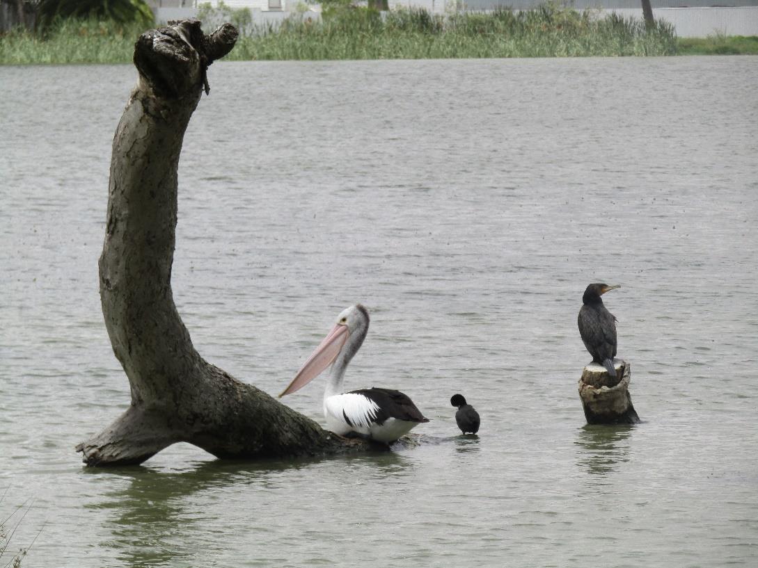 Pelicans on Lake Marma