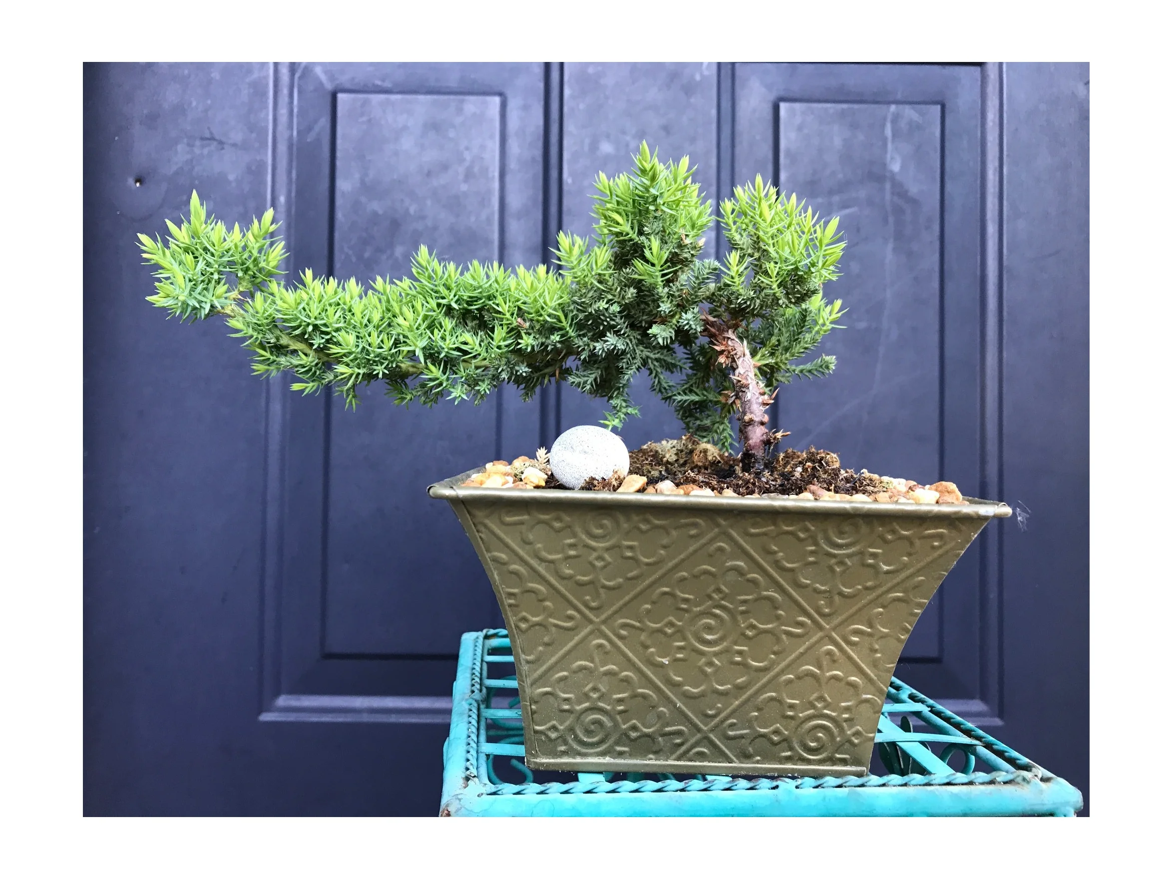 Bonsai+1+larger+file.jpg