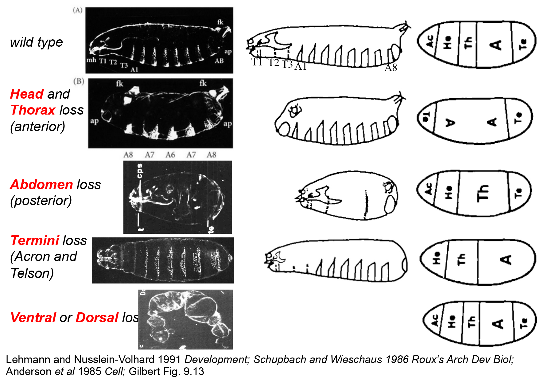Maternal effect mutant phenotype classes. Actual images of cuticles laid by mutant mothers (left), illustrations of these (middle) and embryonic fate maps interpreted from this work. Acron (A) and Telson (Te) are the termini, Head (He), Thoracic (Th) and Abdomenal (A) regions are shown.