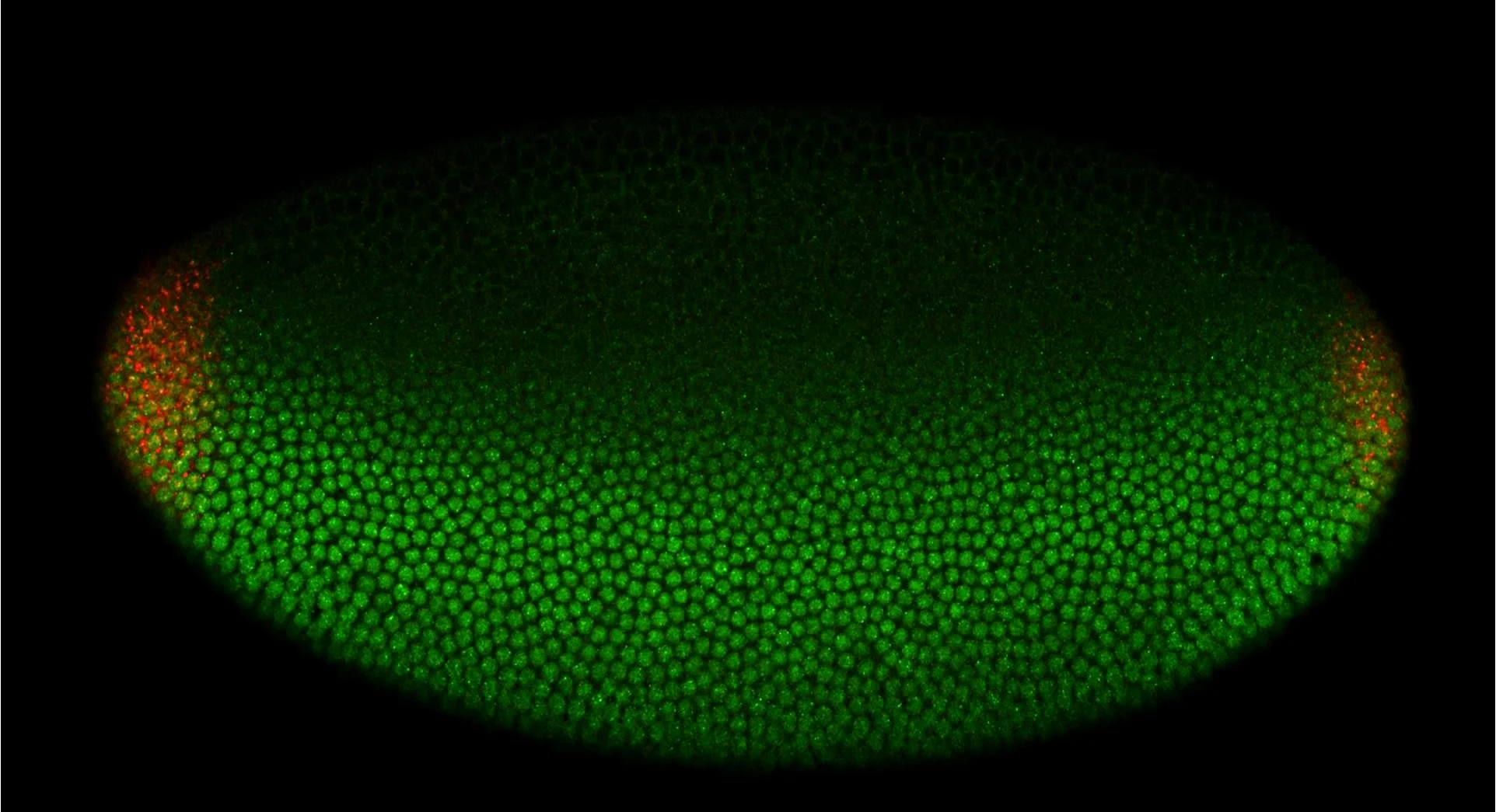 A wild type embryo (~2.5h old) showing successful patterning of the termini (red) and dorso-ventral axis (green). These patterning systems rely on restricted cell signalling events and serve as excellent paradigms in which to understand the mechanisms how cell signalling is controlled. 