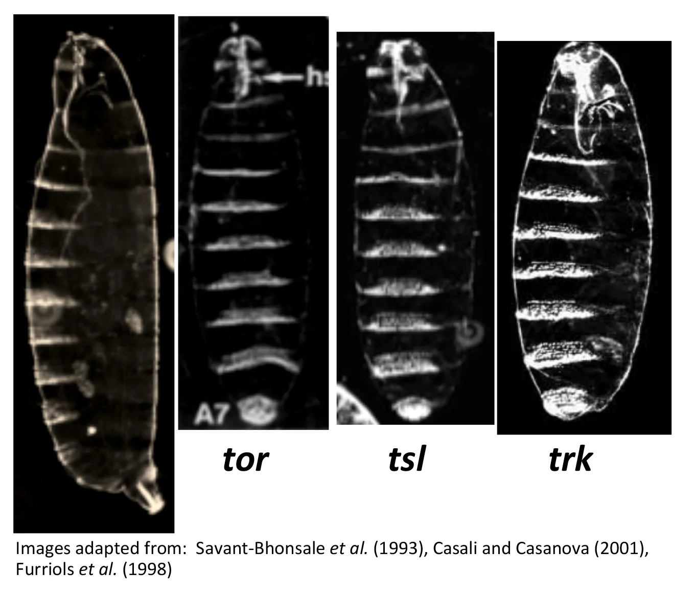 Eggs laid by terminal class mutant mothers all fail to develop structures posterior to the A7 segment, and have a disrupted anterior.