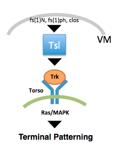 Activation of the Torso cell signalling pathway at each end of the embryo drives the patterning program in these regions.