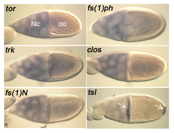 Expression of the terminal class genes in the ovary (egg chamber). The nurse cells (Nc) load the oocyte (oo) with gene products for embryonic development. Note that tsl expression is limited to cells at each end of the oocyte.