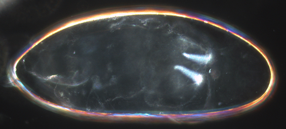 Embryo laid by female expressing tsl in all ovarian follicle cells causes loss of central segments and enlarged termini.