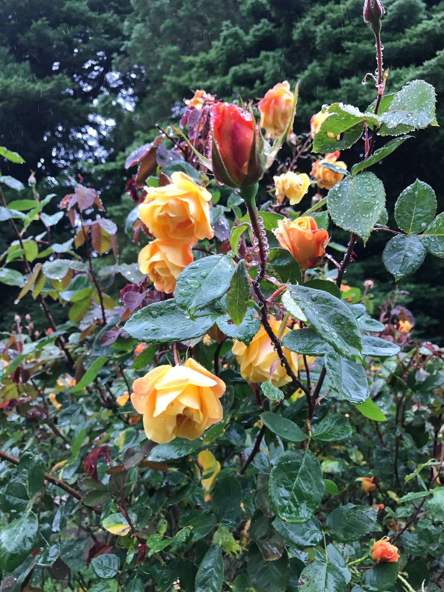 Inspiration in the rose garden. 
