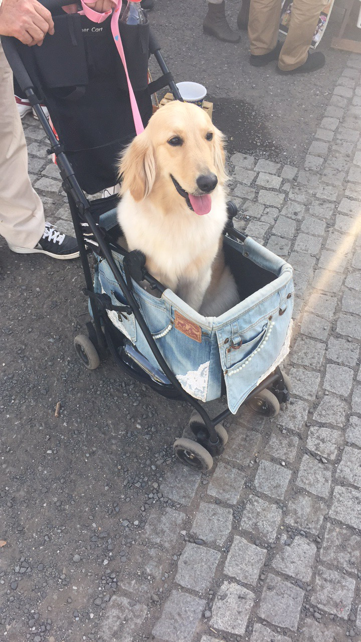 dogs in prams images