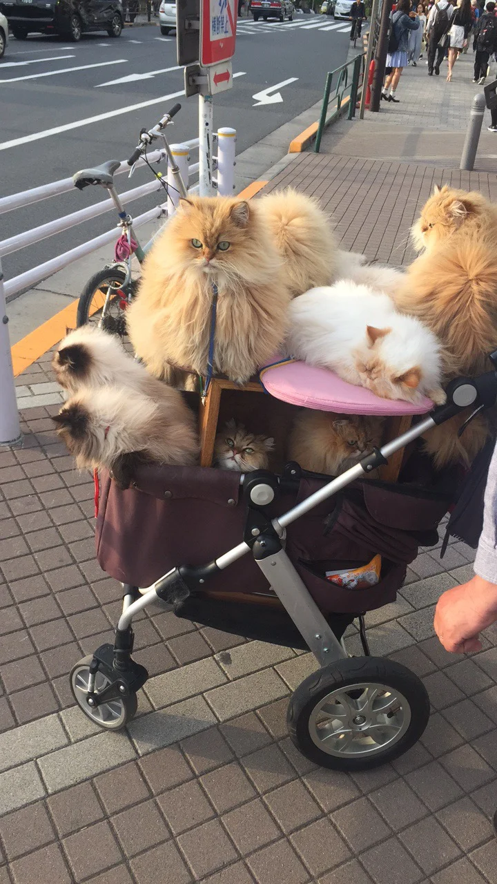 Dogs in Japan and their strollers — Wanderlust Production