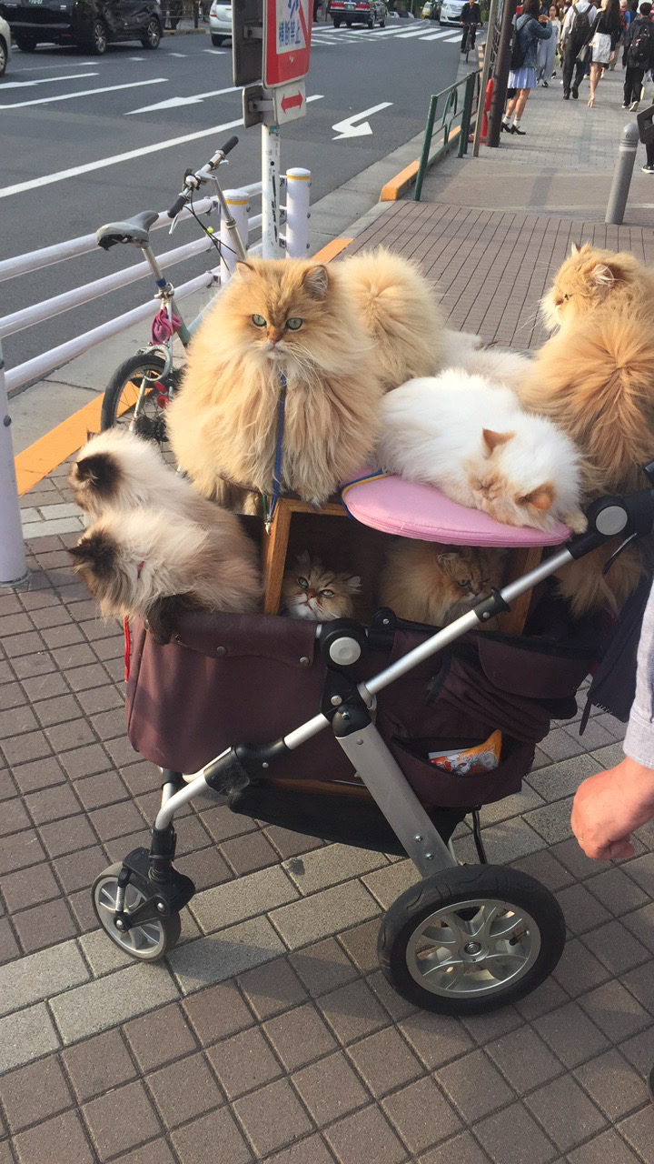 cats in prams