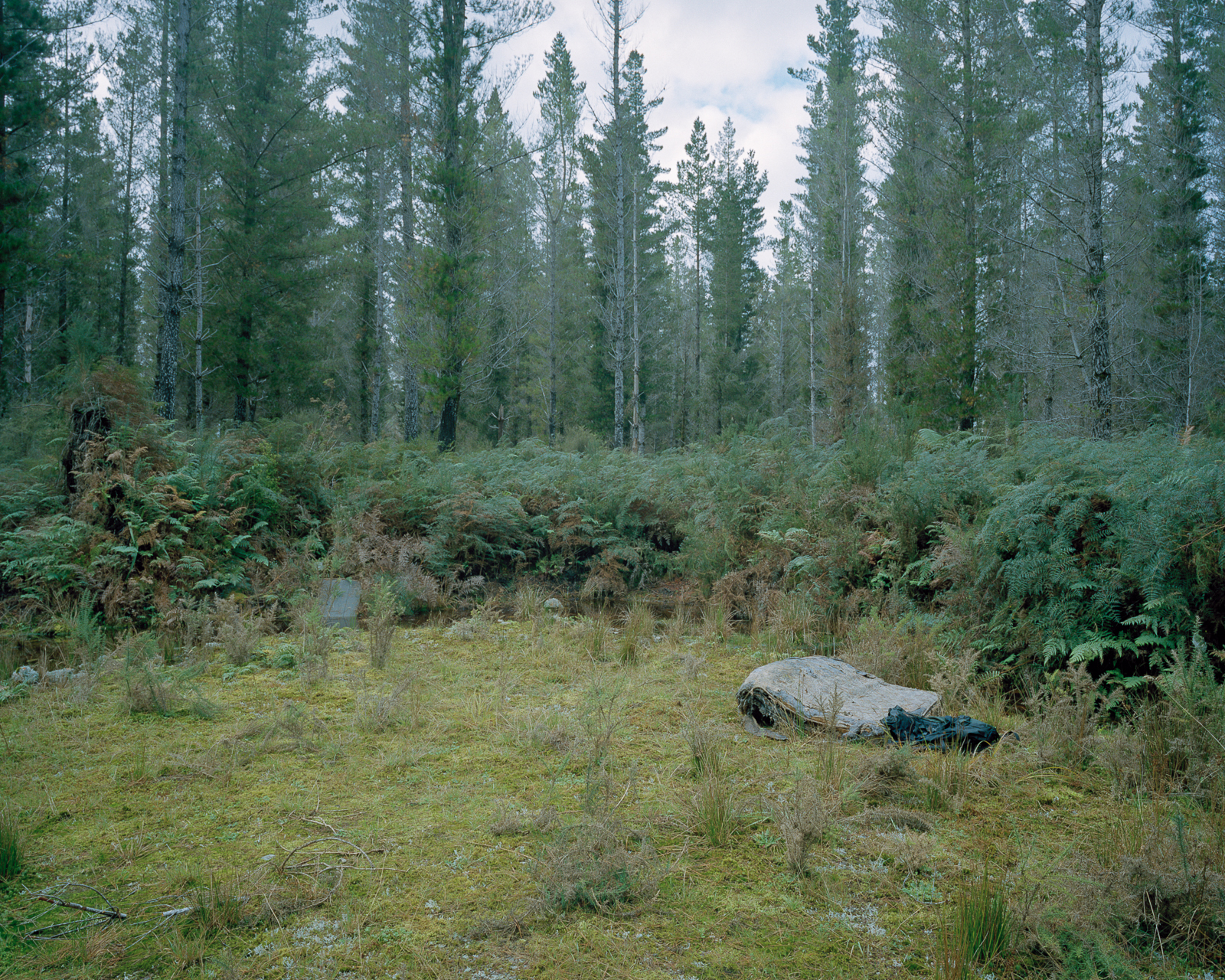 throughthetrees18.jpg