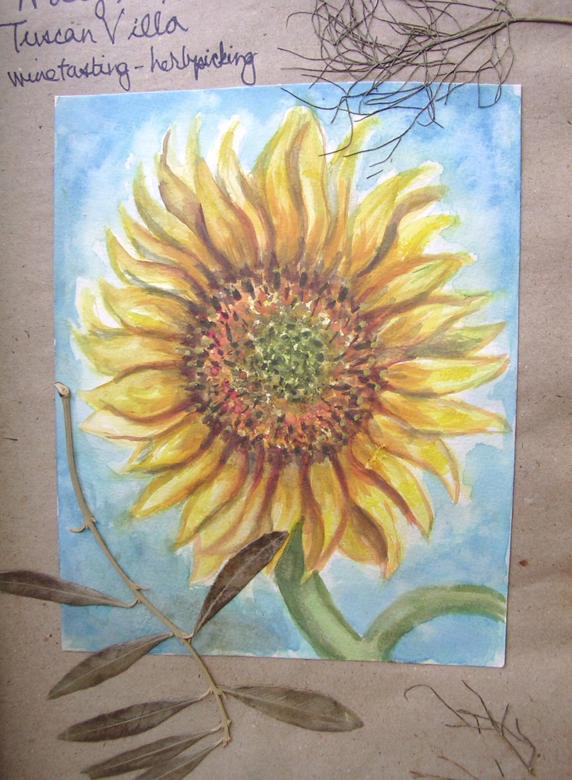 Tuscan Sunflower