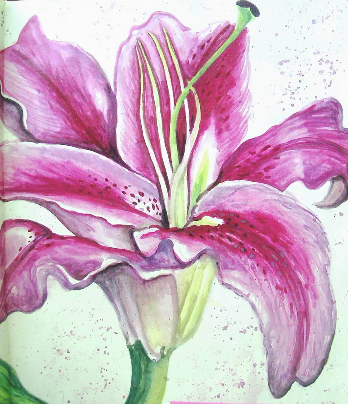 Tiger Lily, watercolor 11x14