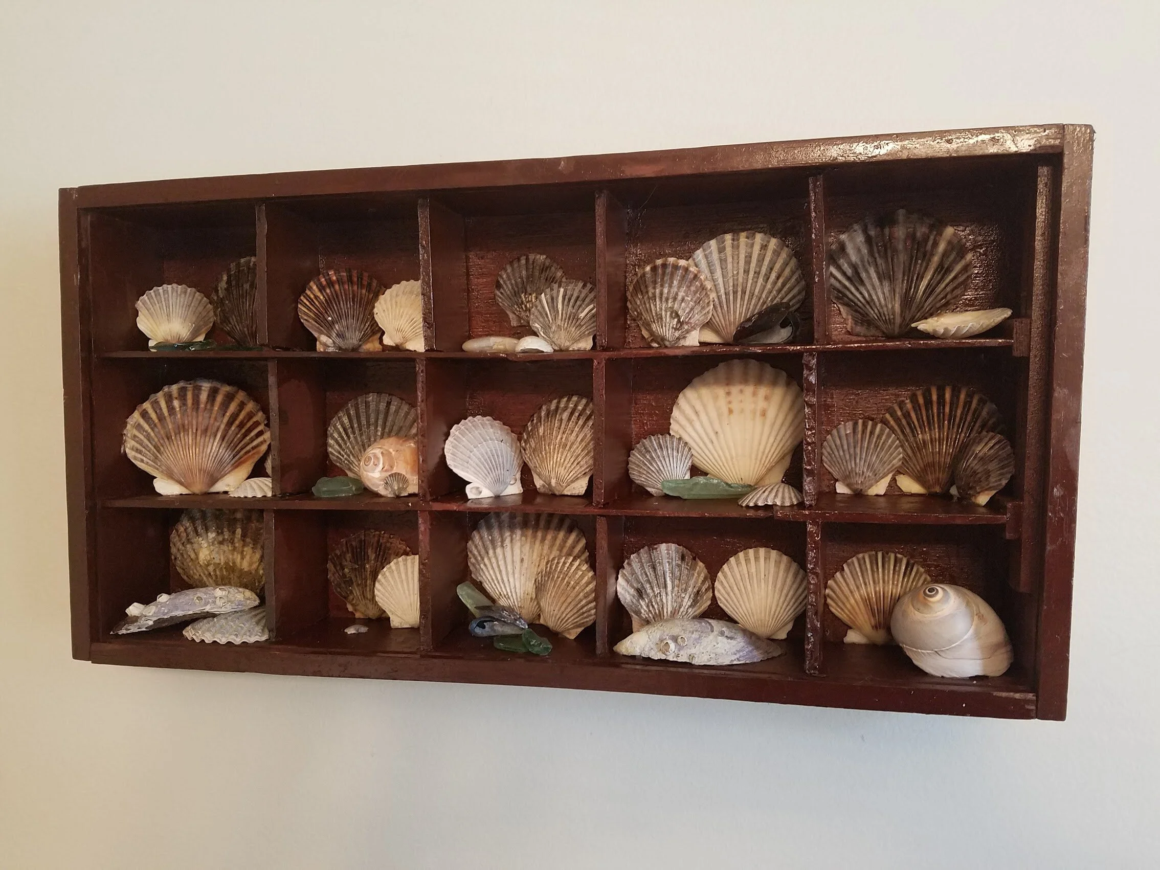 North Shore Shell shadowbox 2018