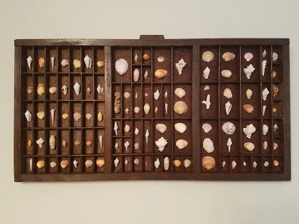 Shells from Dubai Shadow Box 2016 