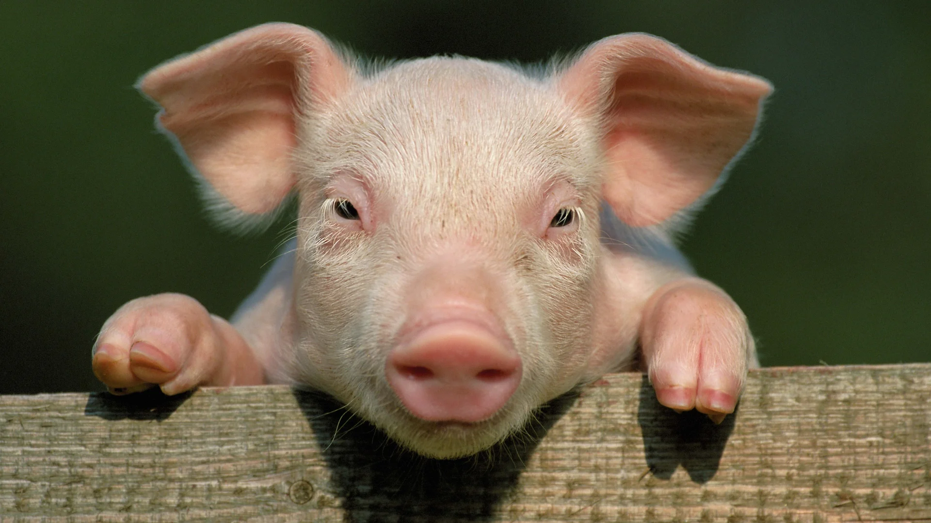 PIG.jpeg