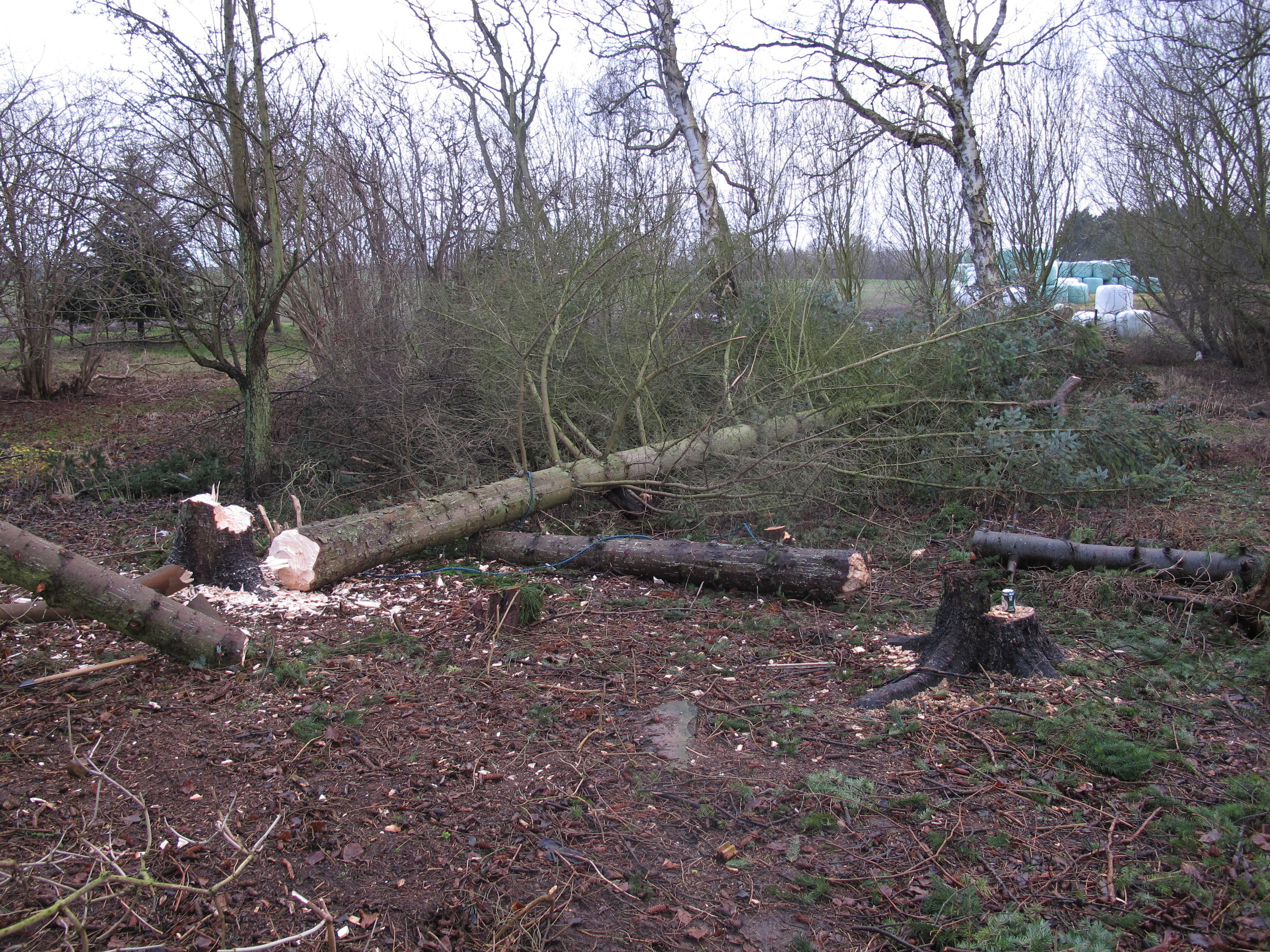 Sidste fredag lagde jeg denne kleppert ned med min genopstandne Wetterlings-økse. Jeg kunne ikke have været mere stolt, om jeg så havde gjort det med håndkantsslag.