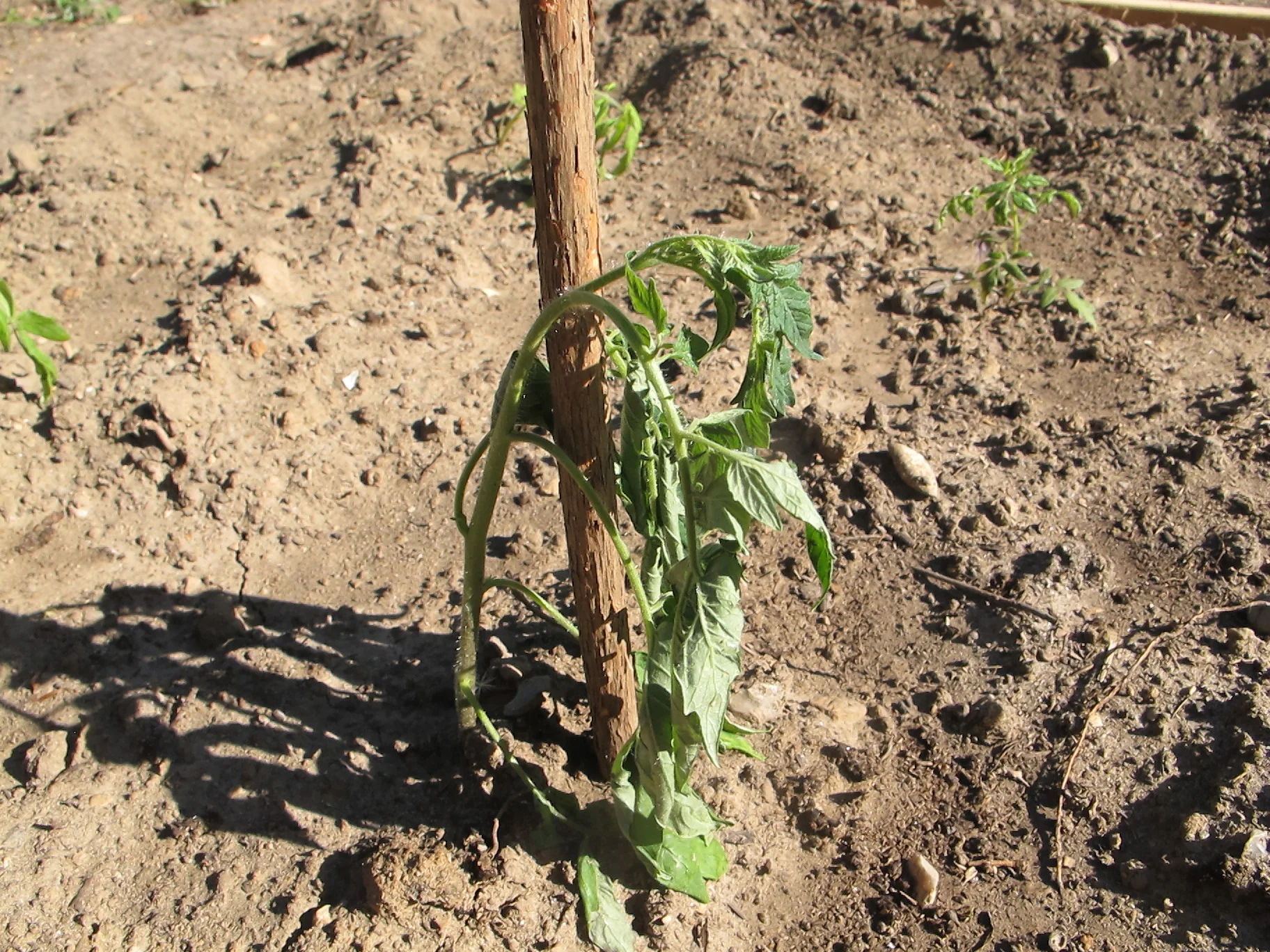 Det har været hårdt for mange grøntsager at blive plantet ud i den hårde, knastørre jord.