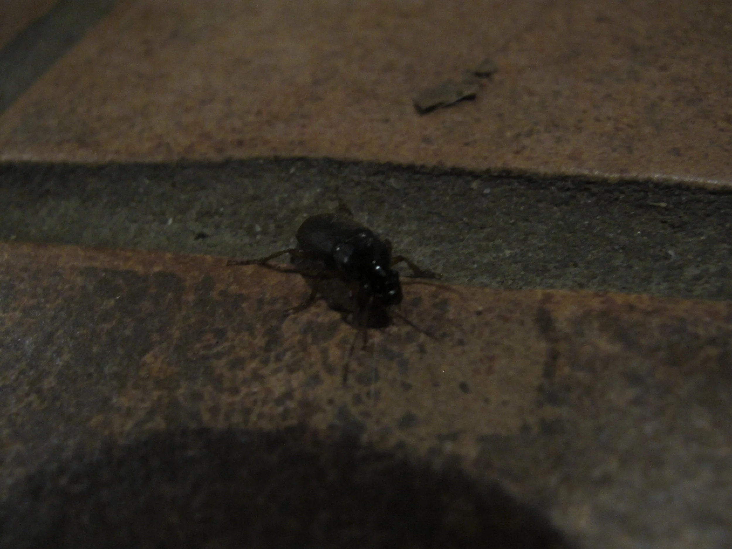 En af de to centimeter lange løbebiller, poserer for kameraet på mit entrégulv.