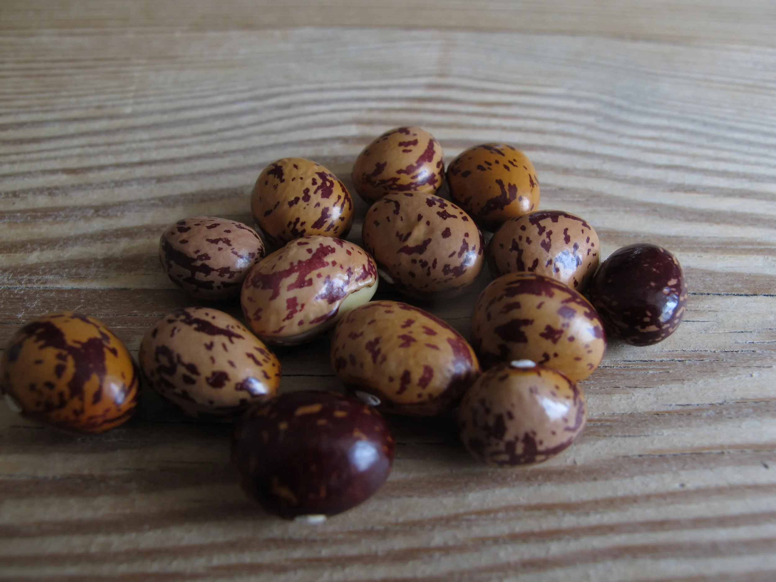 Borlottibønner er drønflotte og ligner små påskeæg. Hvis de bare smager halvt så godt, som de ser ud...