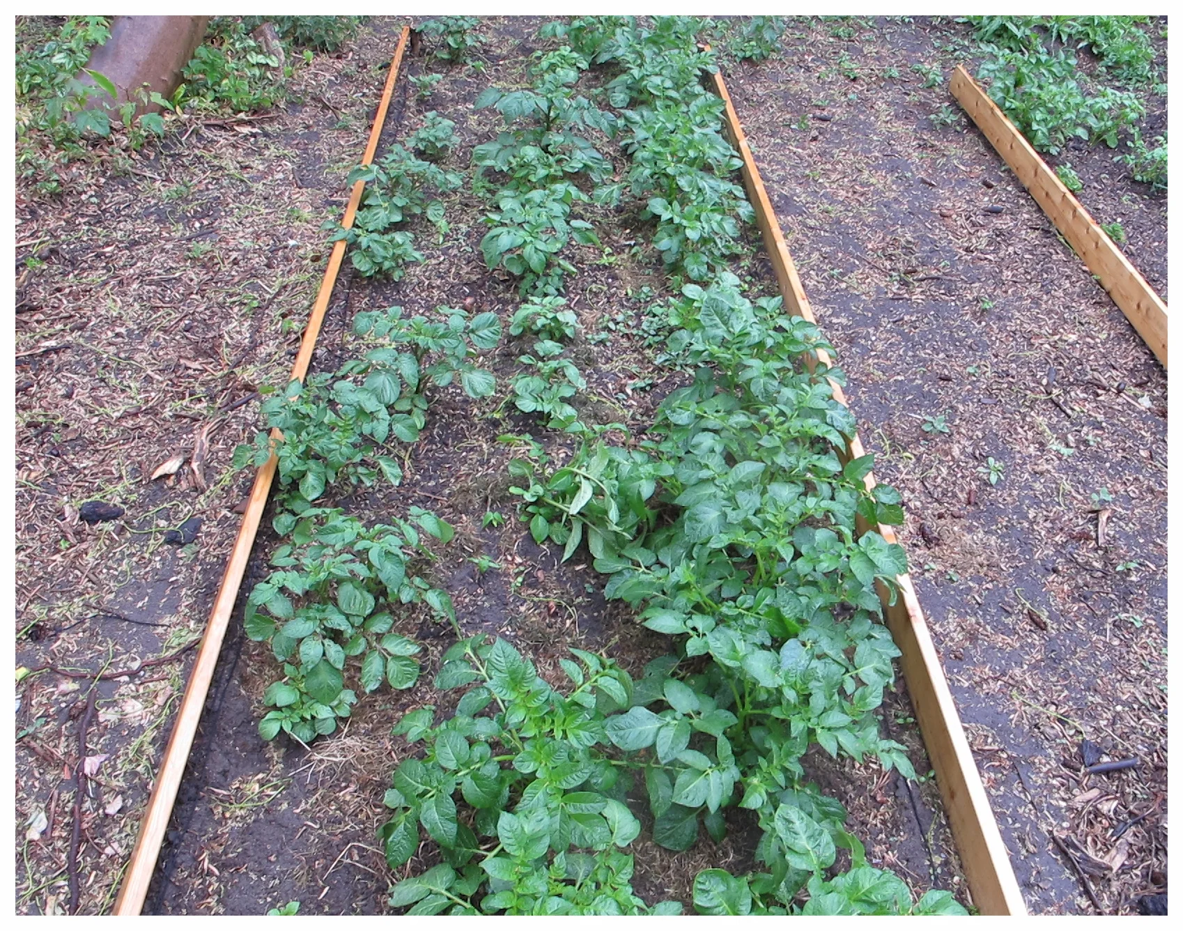 Min stolthed. Kartoffelbedene vokser lystigt derudaf.