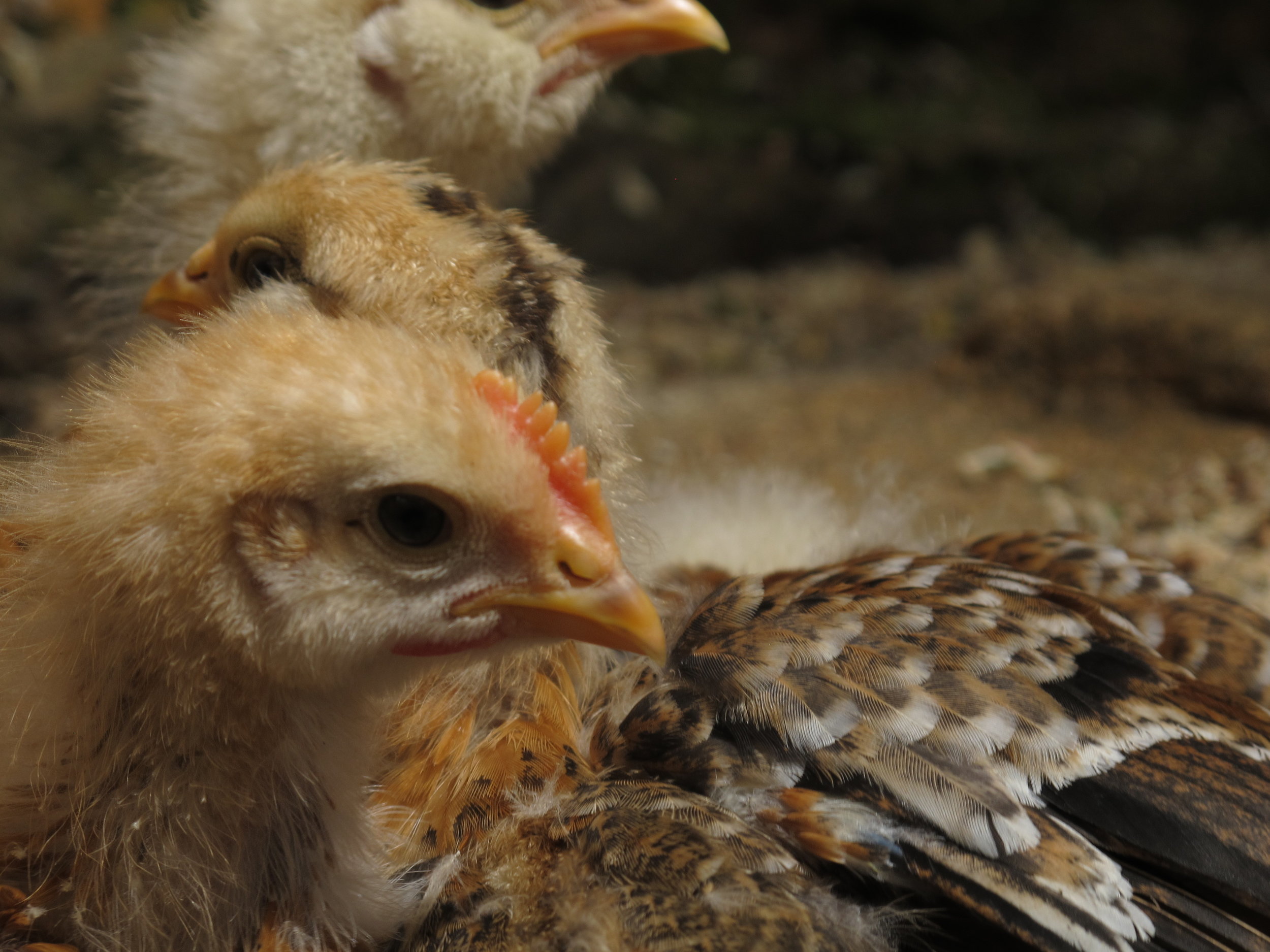 Der er mindst et par stykker med fremtrædende kamme i slænget. Det lugter lidt af haner, synes jeg.