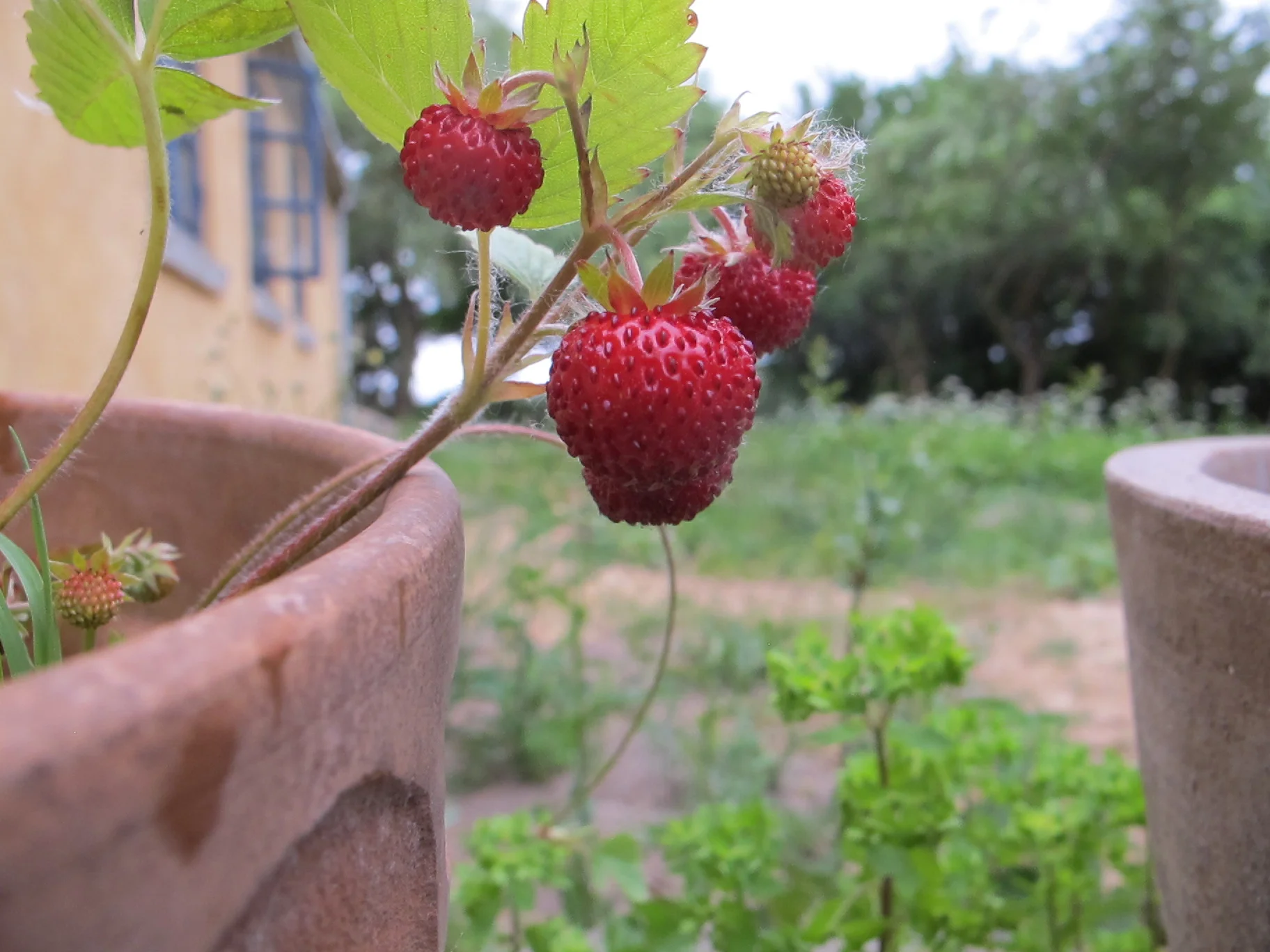 Hjemmedyrkede jordbær
